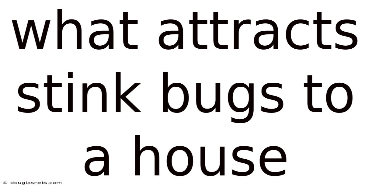 What Attracts Stink Bugs To A House