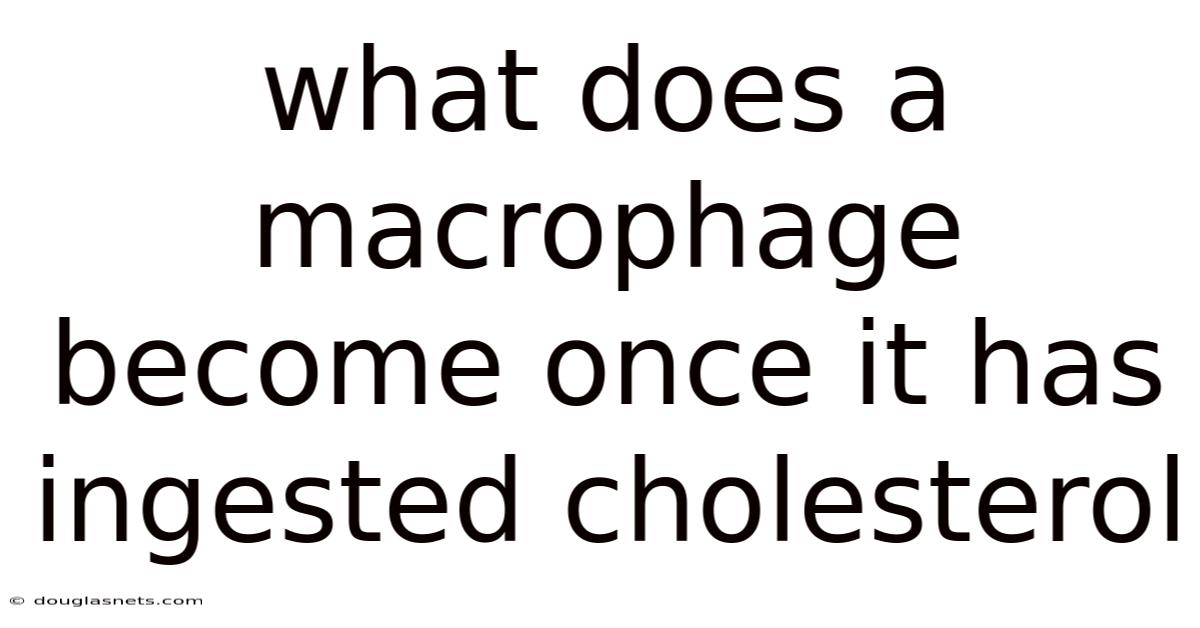 What Does A Macrophage Become Once It Has Ingested Cholesterol