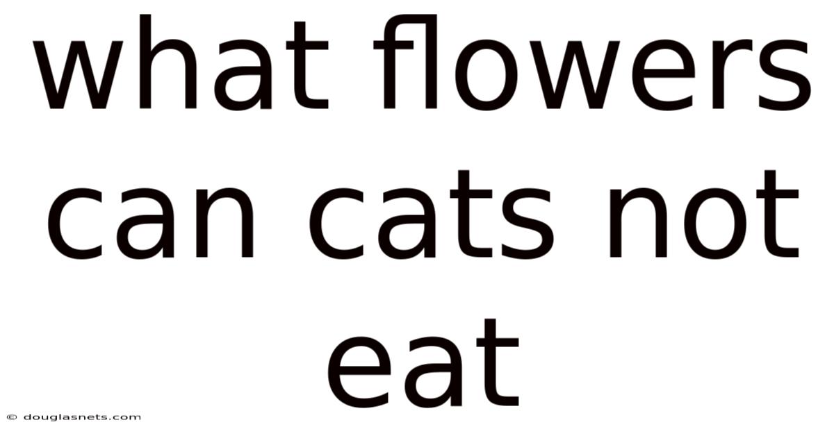 What Flowers Can Cats Not Eat