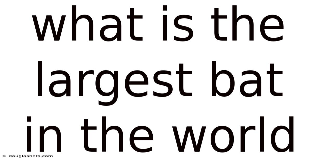 What Is The Largest Bat In The World