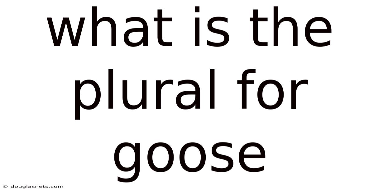 What Is The Plural For Goose