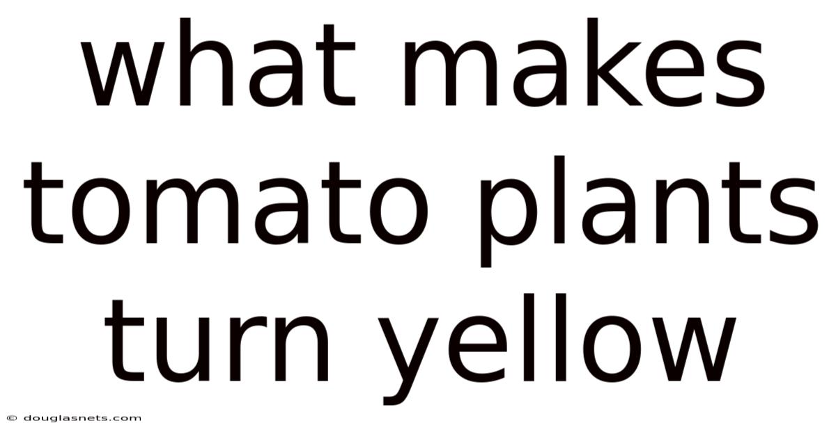 What Makes Tomato Plants Turn Yellow