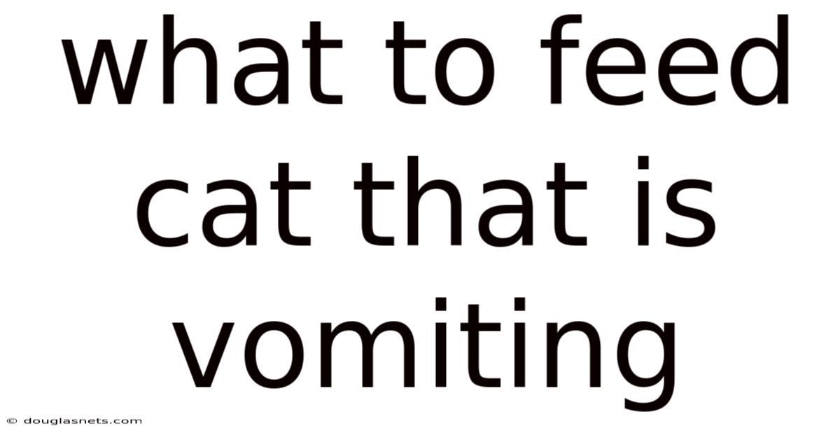 What To Feed Cat That Is Vomiting