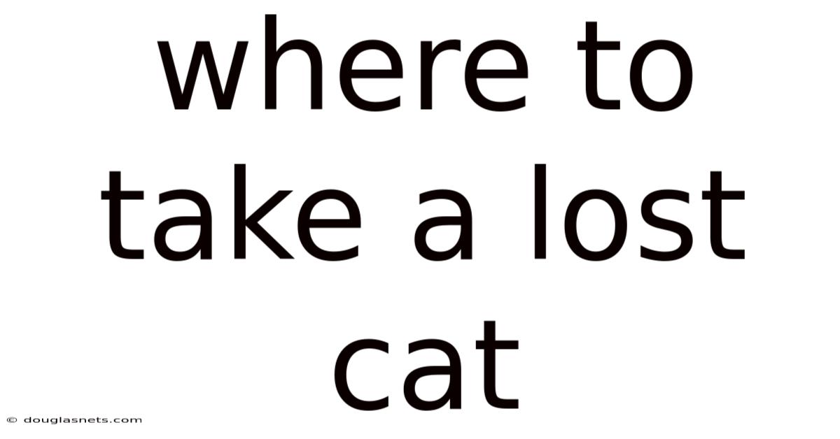 Where To Take A Lost Cat