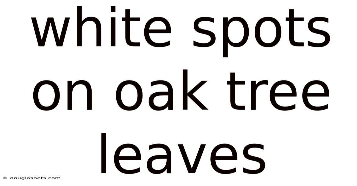 White Spots On Oak Tree Leaves