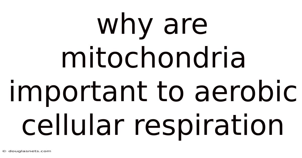 Why Are Mitochondria Important To Aerobic Cellular Respiration