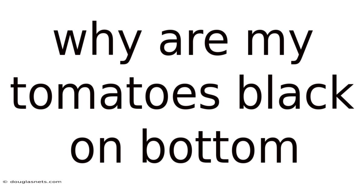 Why Are My Tomatoes Black On Bottom