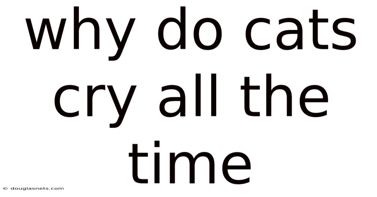 Why Do Cats Cry All The Time