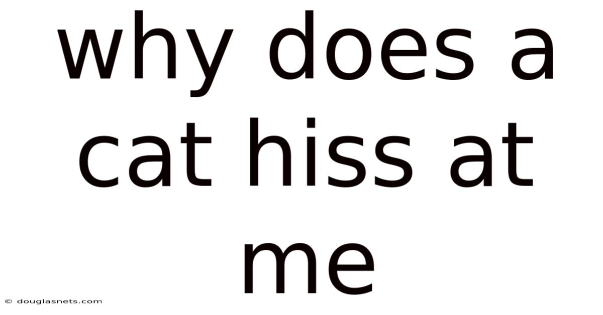 Why Does A Cat Hiss At Me