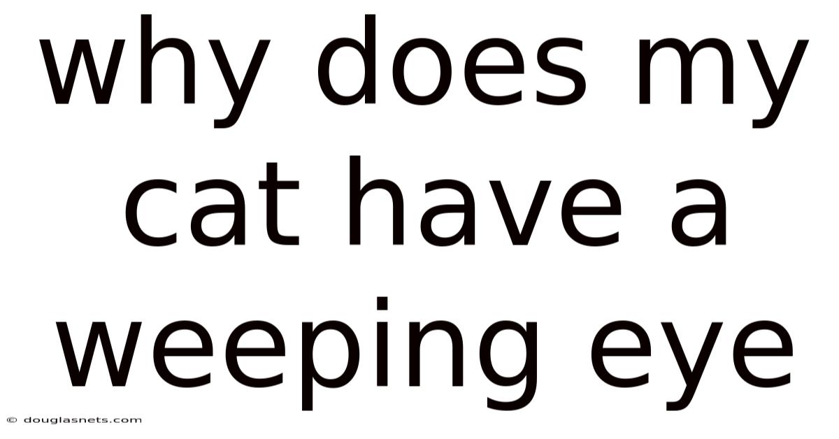 Why Does My Cat Have A Weeping Eye