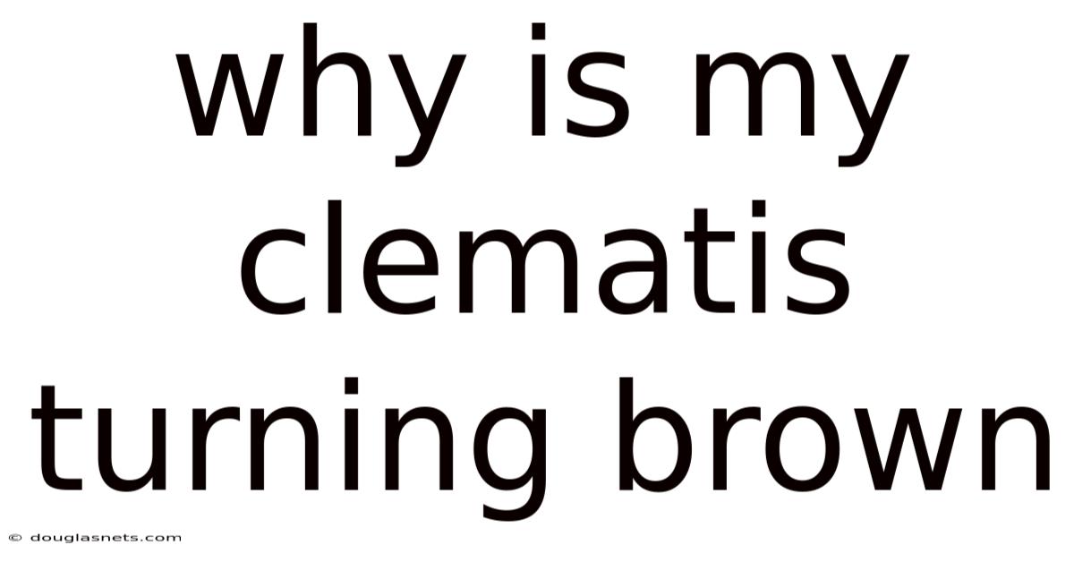 Why Is My Clematis Turning Brown