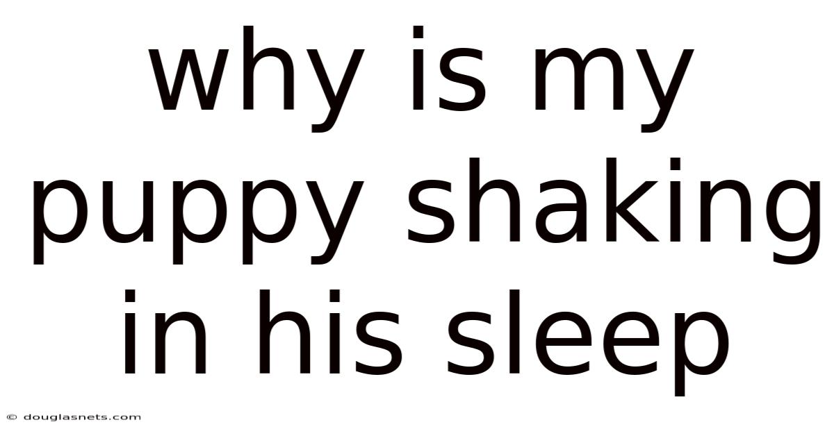Why Is My Puppy Shaking In His Sleep