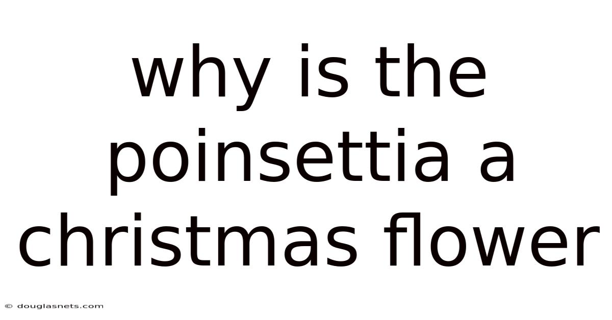 Why Is The Poinsettia A Christmas Flower
